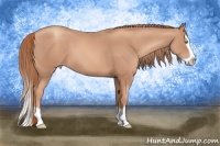 Horse Color:Gold Champagne Splash 