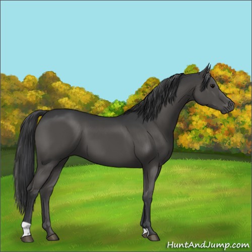 Horse Color:Black 