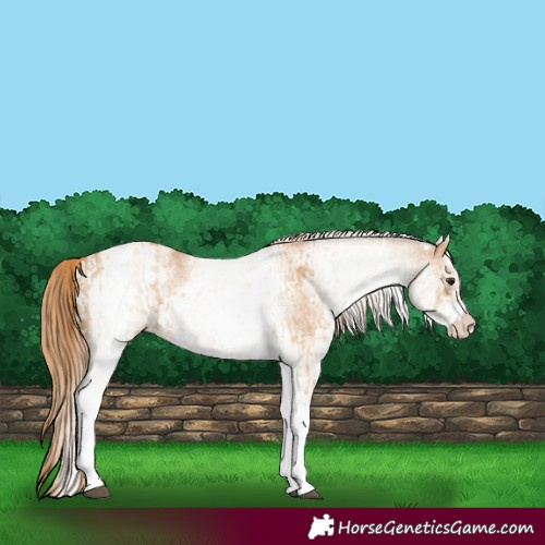 Horse Color:White Spotted Red Dun Rabicano  and White Spotted Red Dun Rabicano 