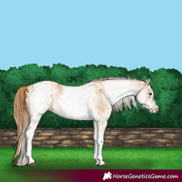 Horse Color:White Spotted Red Dun Rabicano  and White Spotted Red Dun Rabicano 