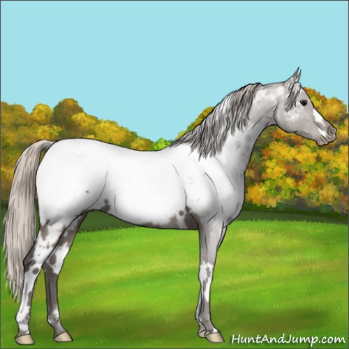 Horse Color:White Spotted Silver Black Appaloosa 