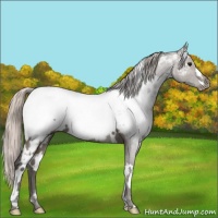 Horse Color:White Spotted Silver Black Appaloosa 