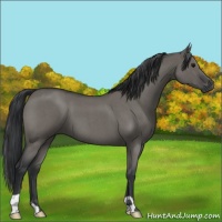 Horse Color:Grullo Roan 
