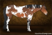 Horse Color:White Spotted Bay 