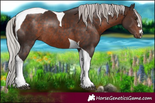 Horse Color:Silver Brown Mushroom Tobiano Rabicano 