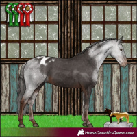 Horse Color:Liver Chestnut Appaloosa