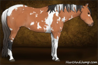 Horse Color:White Spotted Bay Tobiano 