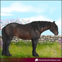 Horse Color:Brown 