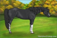 Horse Color:Black  and Black 