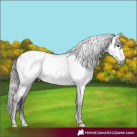 Horse Color:Gray Brown Roan Appaloosa 