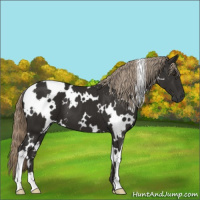 Horse Color:White Spotted Liver Chestnut 