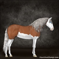 Horse Color:Silver Bay Splash 