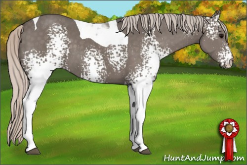Horse Color:White Spotted Silver Black Tobiano 