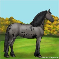 Horse Color:Void White Spotted Grullo 