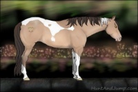 Horse Color:Amber Champagne Tobiano