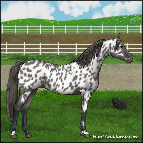 Horse Color:Grullo Roan Appaloosa 