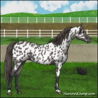 Horse Color:Grullo Roan Appaloosa 