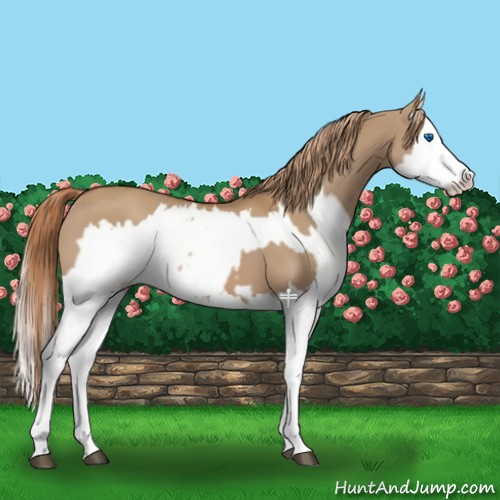 Horse Color:Red Dun Splash and Red Dun Splash
