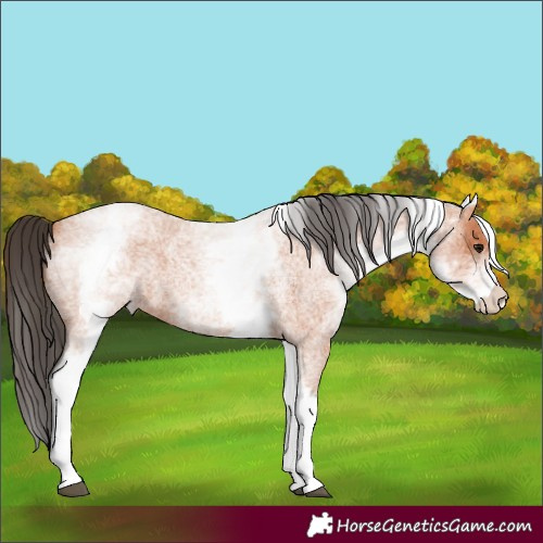 Horse Color:White Spotted Bay Roan 