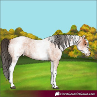 Horse Color:White Spotted Bay Roan