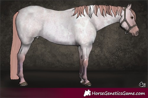 Horse Color:Watercolor White Spotted Red Dun Roan 