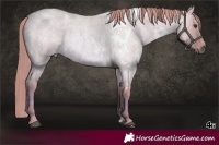 Horse Color:Watercolor White Spotted Red Dun Roan 