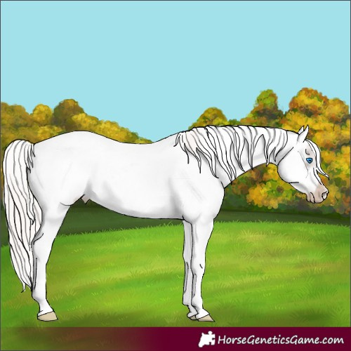 Horse Color:White Spotted Silver Black Splash Frame Appaloosa 