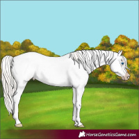 Horse Color:White Spotted Silver Black Splash Frame Appaloosa 