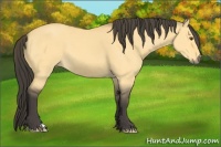 Horse Color:Buckskin Dun 