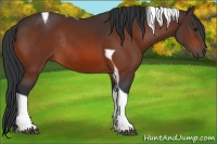 Horse Color:Bay Tobiano Rabicano 