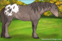 Horse Color:Platinum Liver Chestnut Sabino Blanket