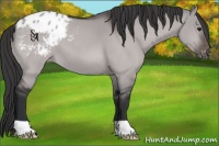Horse Color:Platinum Bay Dun Appaloosa 