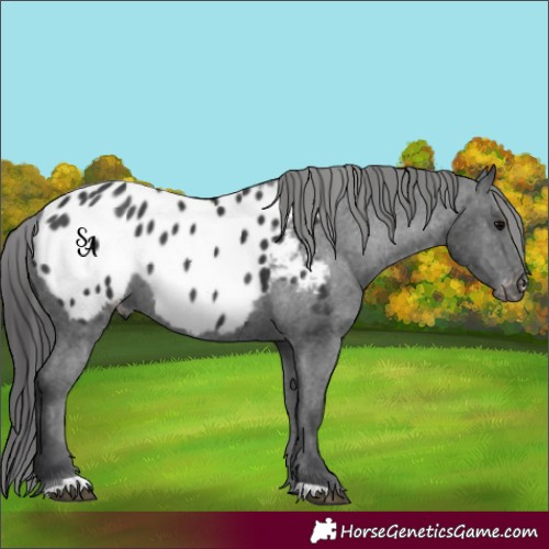 Horse Color:Platinum Black Appaloosa 