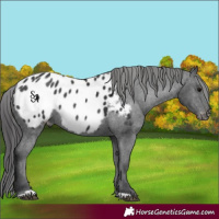 Horse Color:Platinum Black Appaloosa 