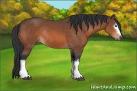 Horse Color:White Spotted Bay Rabicano 