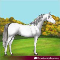 Horse Color:Liver Chestnut Frame 