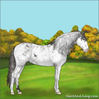 Horse Color:Smoky Black Sabino