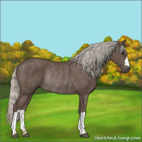 Horse Color:Silver Black Rabicano
