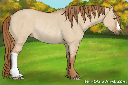 Horse Color:Red Dun Rabicano 