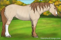 Horse Color:Red Dun Rabicano