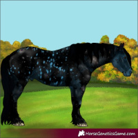 Horse Color:ERROR: UNKNOWN ANOMALY