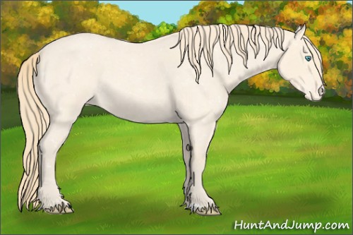 Horse Color:Perlino Roan Appaloosa 