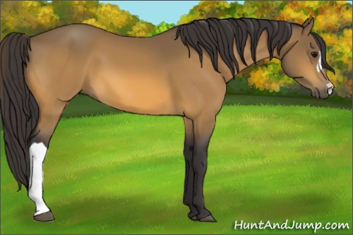 Horse Color:Buckskin