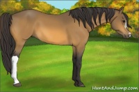 Horse Color:Buckskin 