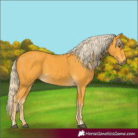 Horse Color:Palomino
