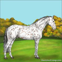 Horse Color:Bay Appaloosa 