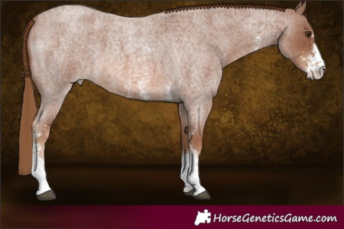Horse Color:Red Roan Sabino 