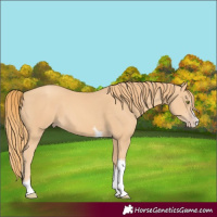 Horse Color:Gold Champagne Splash Tobiano