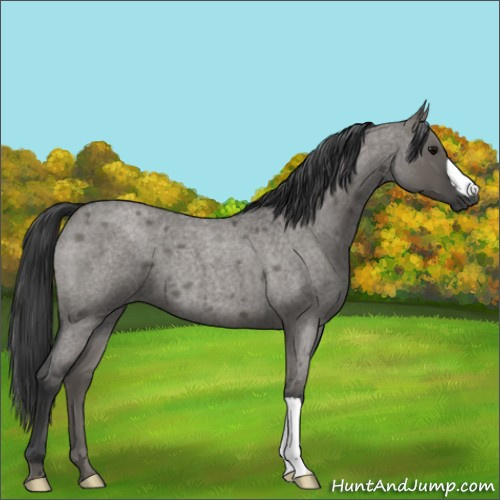 Horse Color:Grullo Roan 