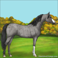 Horse Color:Grullo Roan 